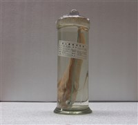 藏品(褐潯鱈)的圖片